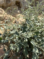 Heliotropium calcareum