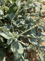 Heliotropium calcareum