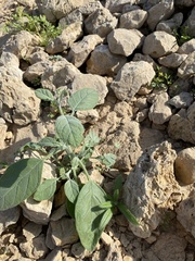 Heliotropium calcareum