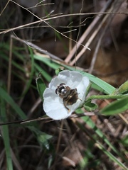 Copestylum tamaulipanum