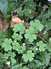 Geranium rotundifolium