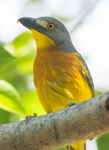 Grey-headed Bushshrike