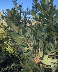 Arctostaphylos hooveri