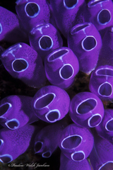 Clavelina puertosecensis