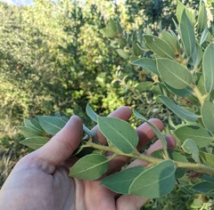 Arctostaphylos hooveri