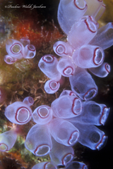 Clavelina picta