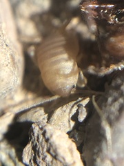Myrmecophilus