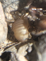 Myrmecophilus
