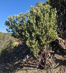 Arctostaphylos hooveri