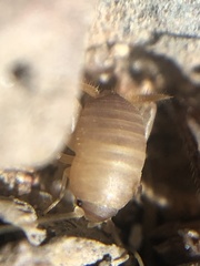 Myrmecophilus