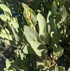Arctostaphylos hooveri
