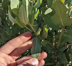 Arctostaphylos hooveri