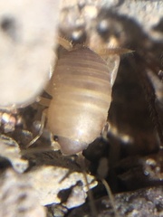 Myrmecophilus