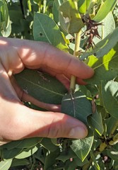 Arctostaphylos hooveri