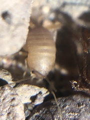 Myrmecophilus
