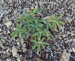 Lupinus cervinus