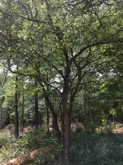 Planera aquatica
