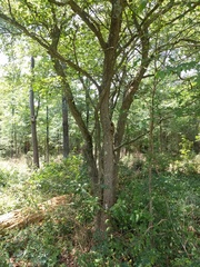 Planera aquatica