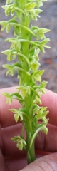 Platanthera michaelii
