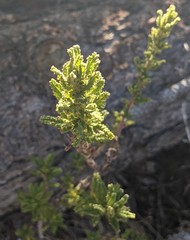 Ceanothus papillosus