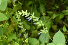 Salvia leptostachys
