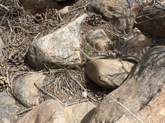 Masticophis taeniatus taeniatus