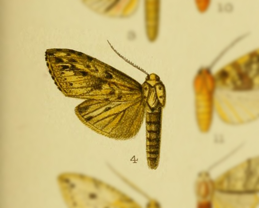 Leucanopsis vangetta