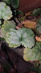 Neoerysiphe galeopsidis