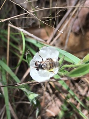 Copestylum tamaulipanum