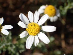 Anthemis maritima
