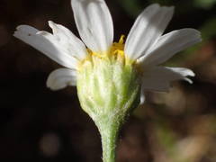 Anthemis maritima