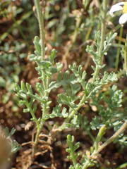 Anthemis maritima
