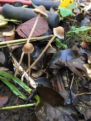 Psathyrella gracilis