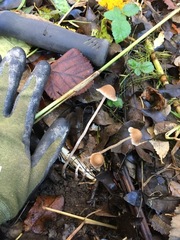 Psathyrella gracilis