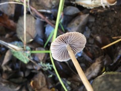Psathyrella gracilis