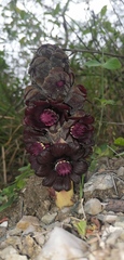 Bdallophytum americanum