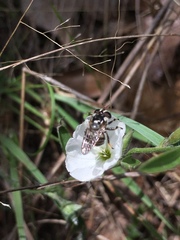 Copestylum tamaulipanum