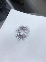 Psathyrella gracilis