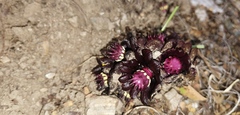 Bdallophytum americanum