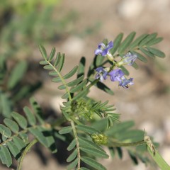 Astragalus leptocarpus