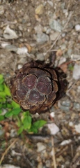 Bdallophytum americanum