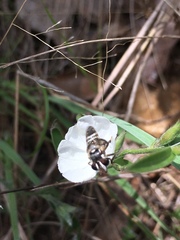 Copestylum tamaulipanum