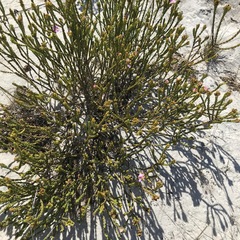 Lachnaea grandiflora