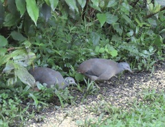 Crypturellus soui image