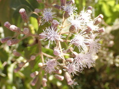 Chromolaena collina