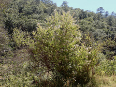 Chromolaena collina