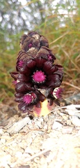 Bdallophytum americanum