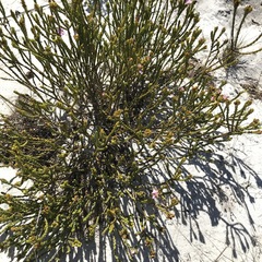 Lachnaea grandiflora