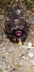 Bdallophytum americanum