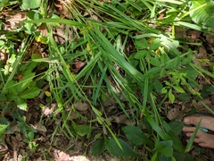 Carex flaccosperma